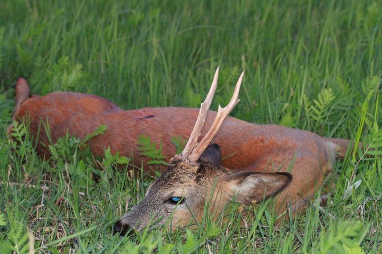 őzbak vadászat, Cigánd
